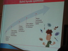 Oikean syömisen kapulasilta